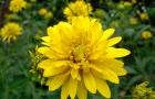 Разчленена рудбекия: характеристики, видове и агротехнология на растението засаждане на цветя рудбекия