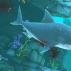 Hungry shark game Игра за акулата, която изяде земята