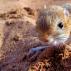 Jerboa - حیوانی از صحرا و استپ: توضیحات با عکس ها، تصاویر و فیلم ها، آنچه در صحرا می خورد