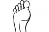 Az emberi láb típusai és a lábujjak típusai