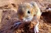 Jerboa - an animal of the desert and steppe: a description with photos, pictures and videos, what it eats in the desert