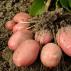 Co potřebujete vědět o bramborách
